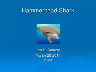 Hammerhead Shark