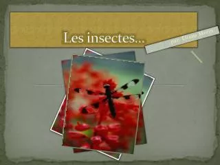les insectes