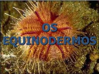 os equinodermos