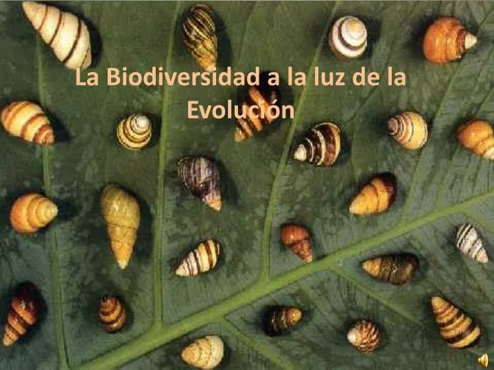 la biodiversidad a la luz de la evoluci n