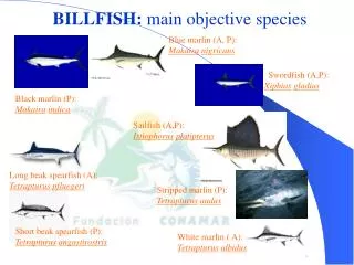 BILLFISH: main objective species