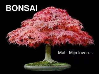 bonsai