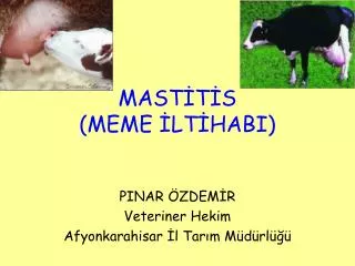mast t s meme lt habi