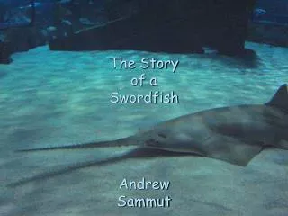 The Story of a Swordfish Andrew Sammut
