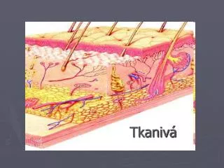 tkaniv
