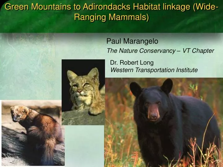 green mountains to adirondacks habitat linkage wide ranging mammals