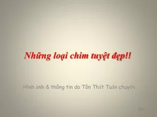 nh ng lo i chim tuy t p