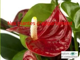 nos plantes d appartement