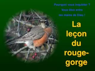 la le on du rouge gorge