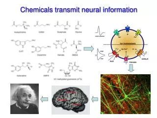 Chemicals transmit neural information