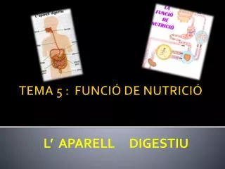 l aparell digestiu