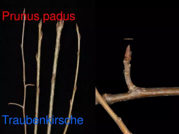 prunus padus