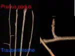 Prunus padus - slide 1