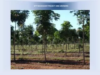 ntt mahogany project 2006 growers