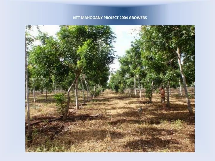 ntt mahogany project 2004 growers