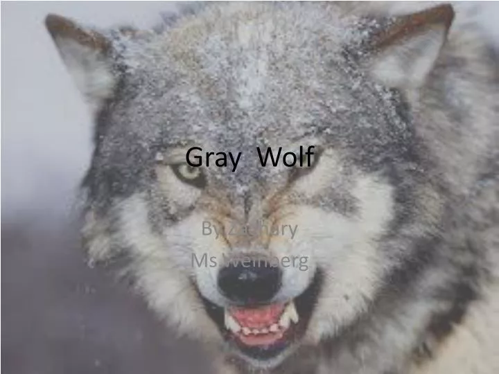 gray wolf