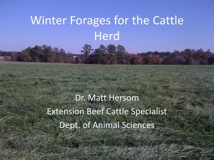 winter forages for the cattle herd