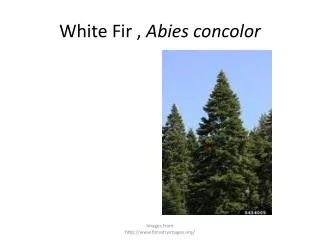 White Fir , Abies concolor