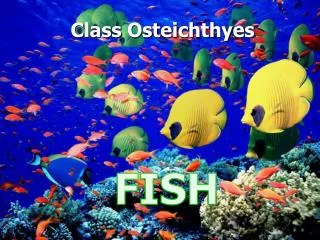 Class Osteichthyes