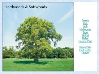 Hardwoods &amp; Softwoods