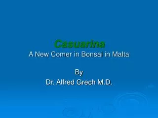 Casuarina A New Comer in Bonsai in Malta