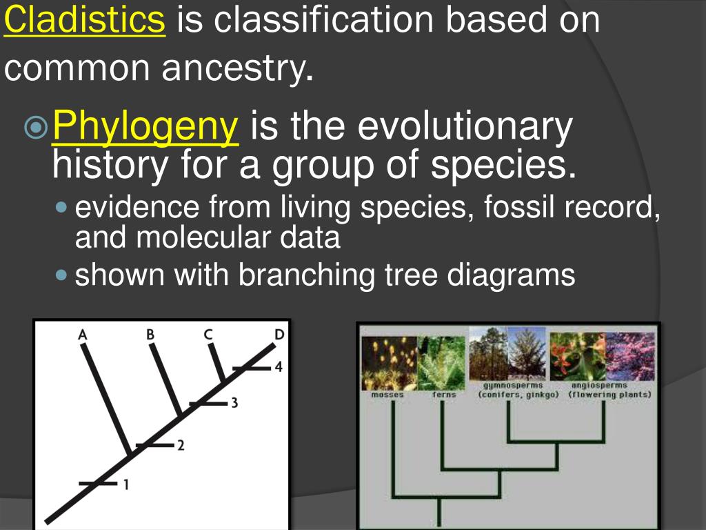 PPT - Cladistics is classification based on common ancestry. PowerPoint ...