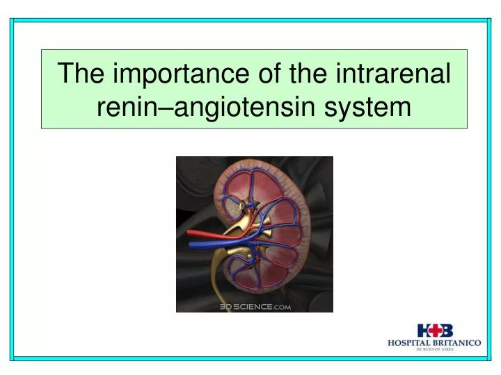 the importance of the intrarenal renin angiotensin system