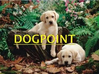 dogpoint