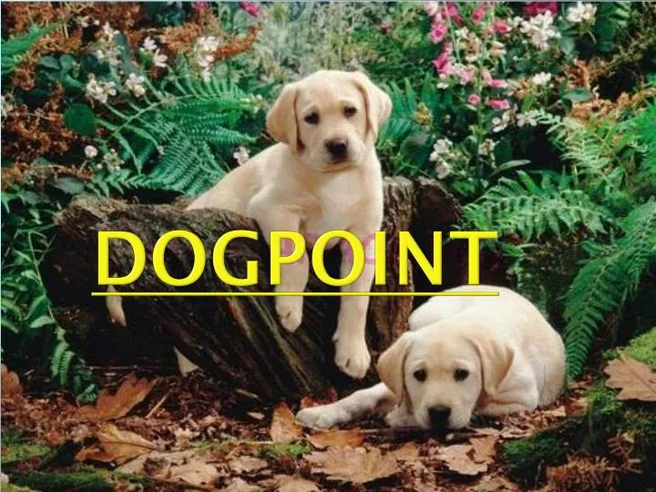 dogpoint