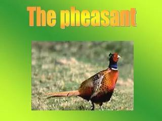The pheasant