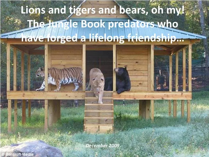 lions and tigers and bears oh my the jungle book predators who have forged a lifelong friendship