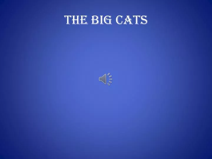 the big cats