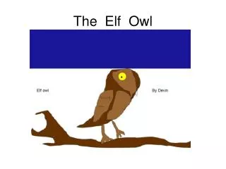 The Elf Owl