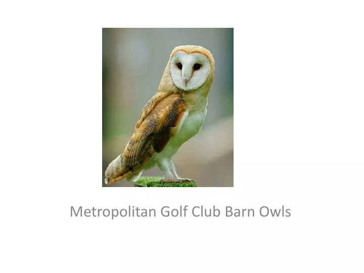 metropolitan golf club barn owls