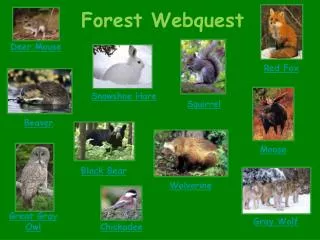 Forest Webquest