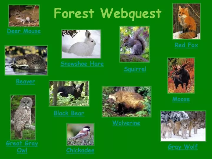 forest webquest