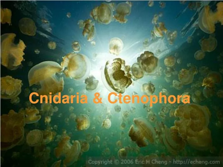 cnidaria ctenophora