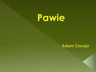 Pawie