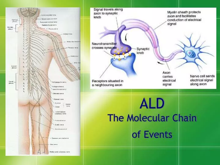 ald the molecular chain of events