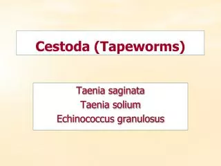 Cestoda (Tapeworms)