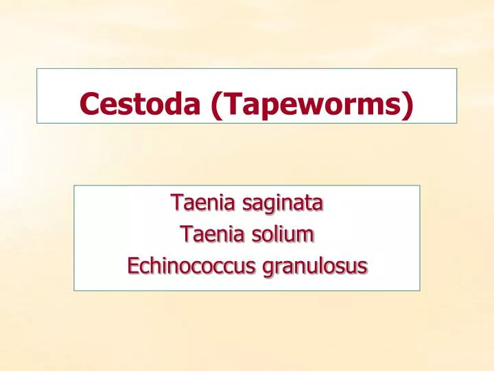 cestoda tapeworms