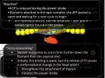 Understanding Myosin Power Stroke and ATP Cycle in Muscle Contraction - slide 1