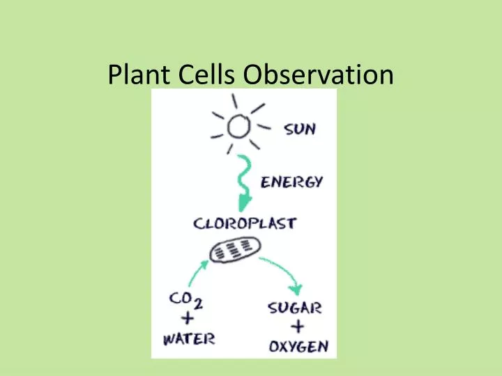 plant cells observation