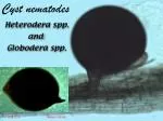 Cyst nematodes - slide 1