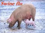 Swine flu