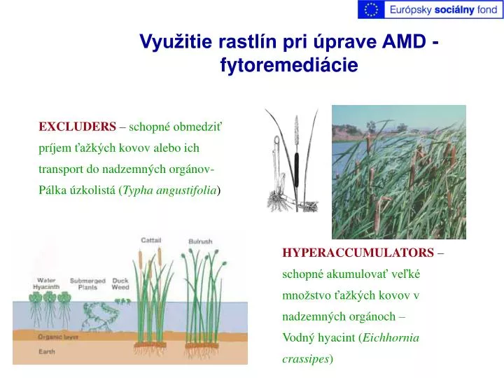 vyu itie rastl n pri prave amd fytoremedi cie