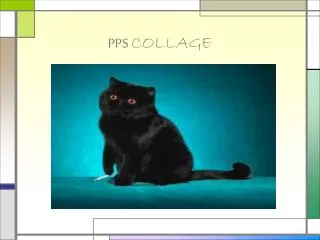 pps collage