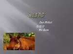 Wild Pig - slide 1