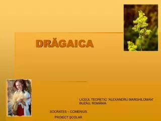 dr gaica