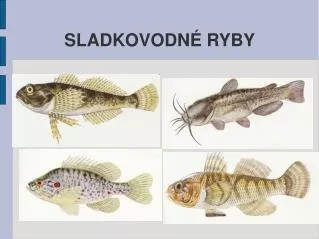 sladkovodn ryby